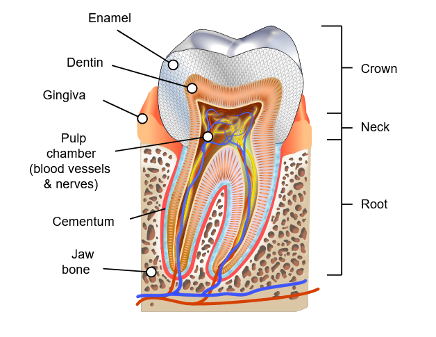 Go to BnsSYDNEYDentalImplants.com.au